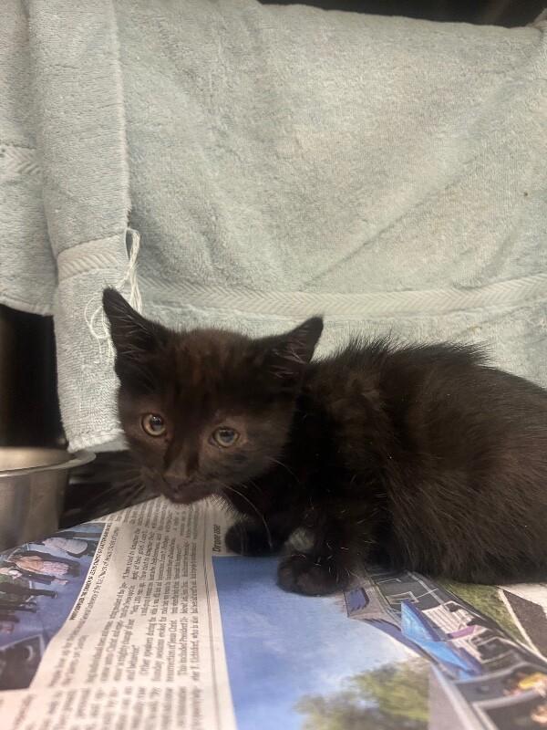 Enlarge Chocolate, a Adoptable Domestic Short Hair in Fruit Heights, UT image 1/4