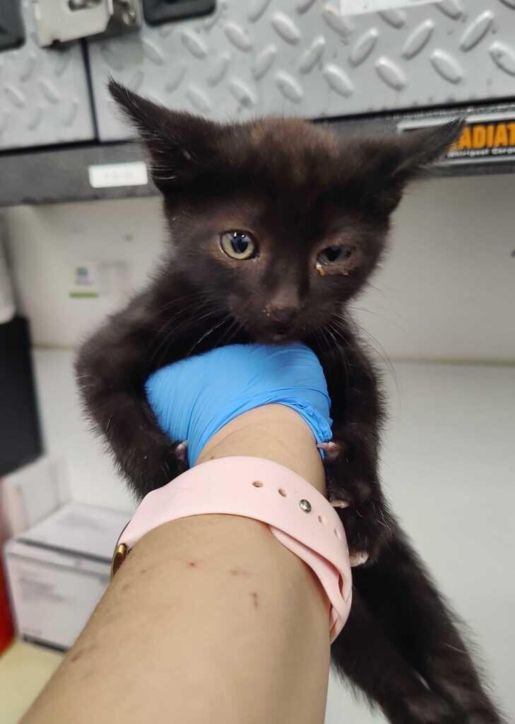 Enlarge Chocolate, a Adoptable Domestic Short Hair in Fruit Heights, UT image 2/4