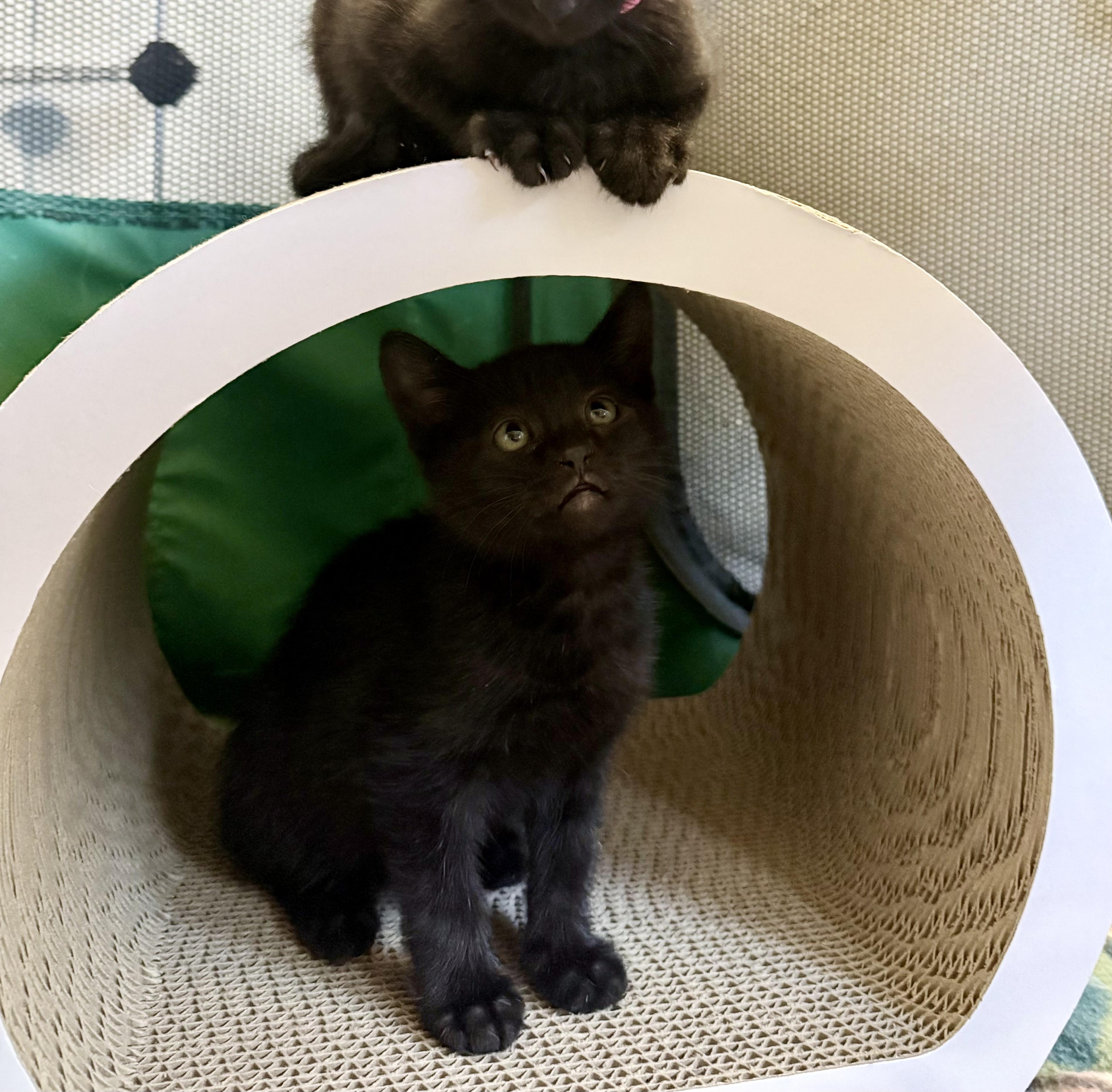 Enlarge Chocolate, a Adoptable Domestic Short Hair in Fruit Heights, UT image 3/4
