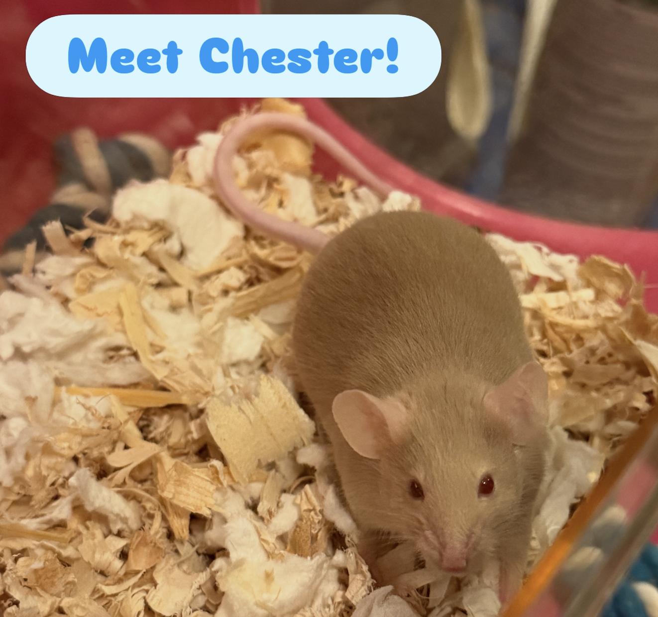 Chester, ADOPTABLE, Adult Male Mouse.