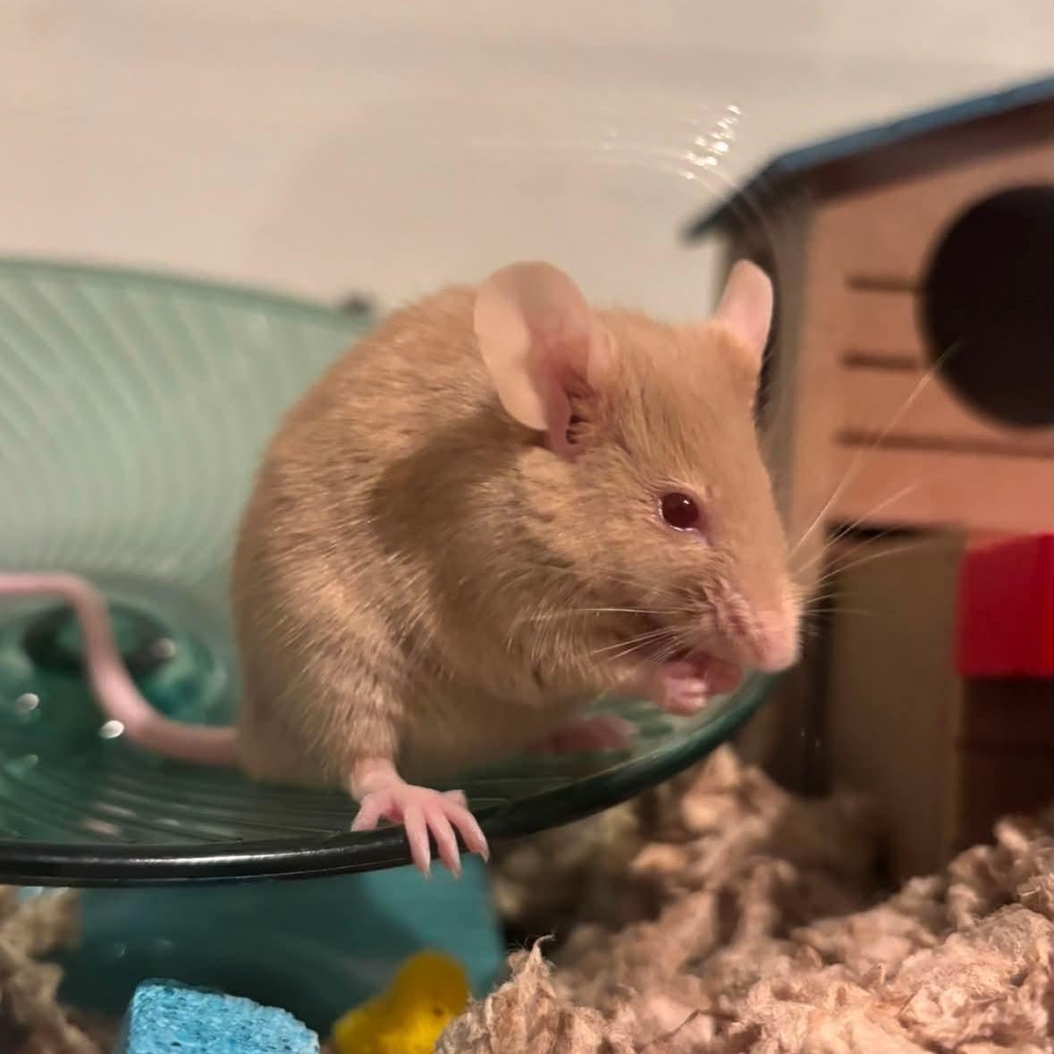 Chester, a ADOPTABLE Mouse in Minneapolis, MN image 3/3