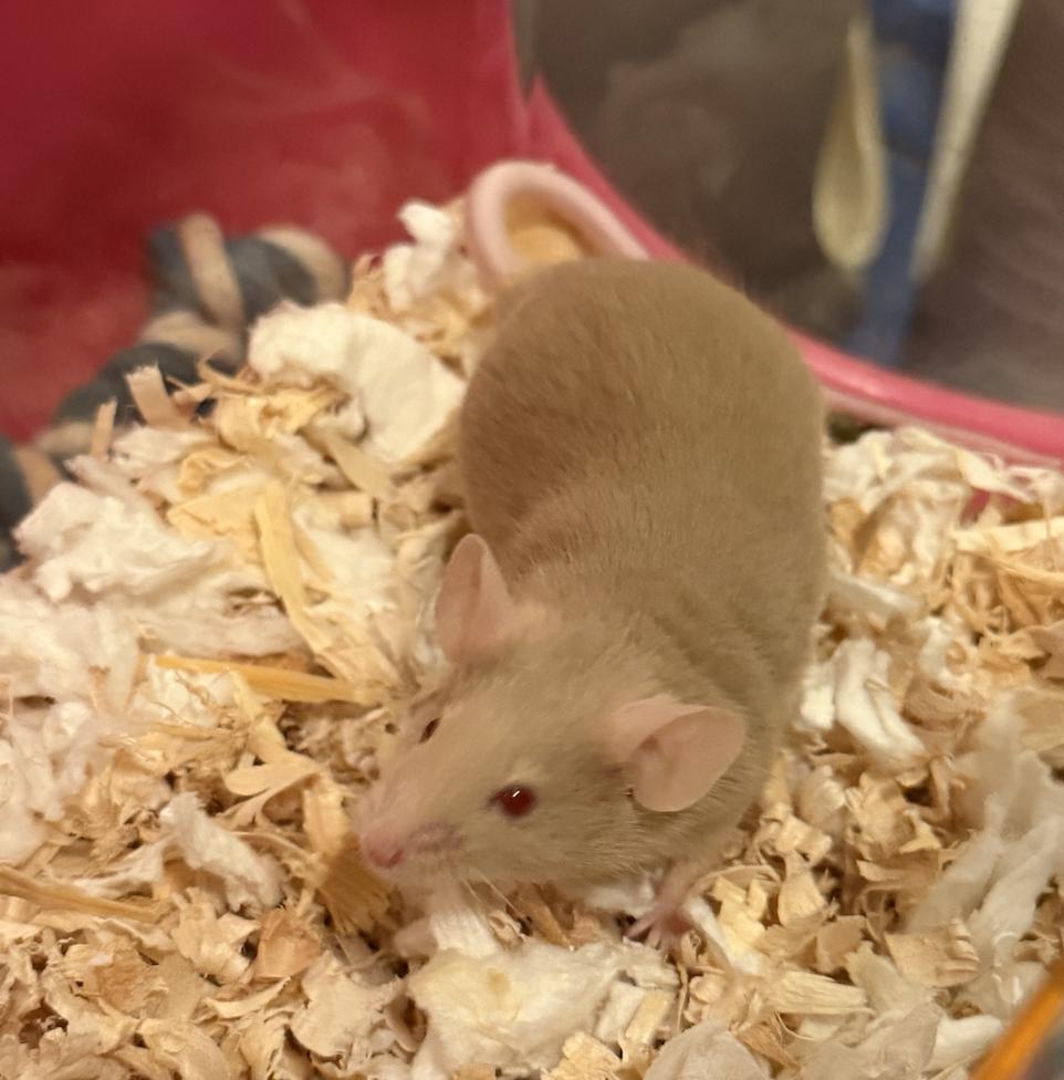 Chester, a ADOPTABLE Mouse in Minneapolis, MN image 2/3