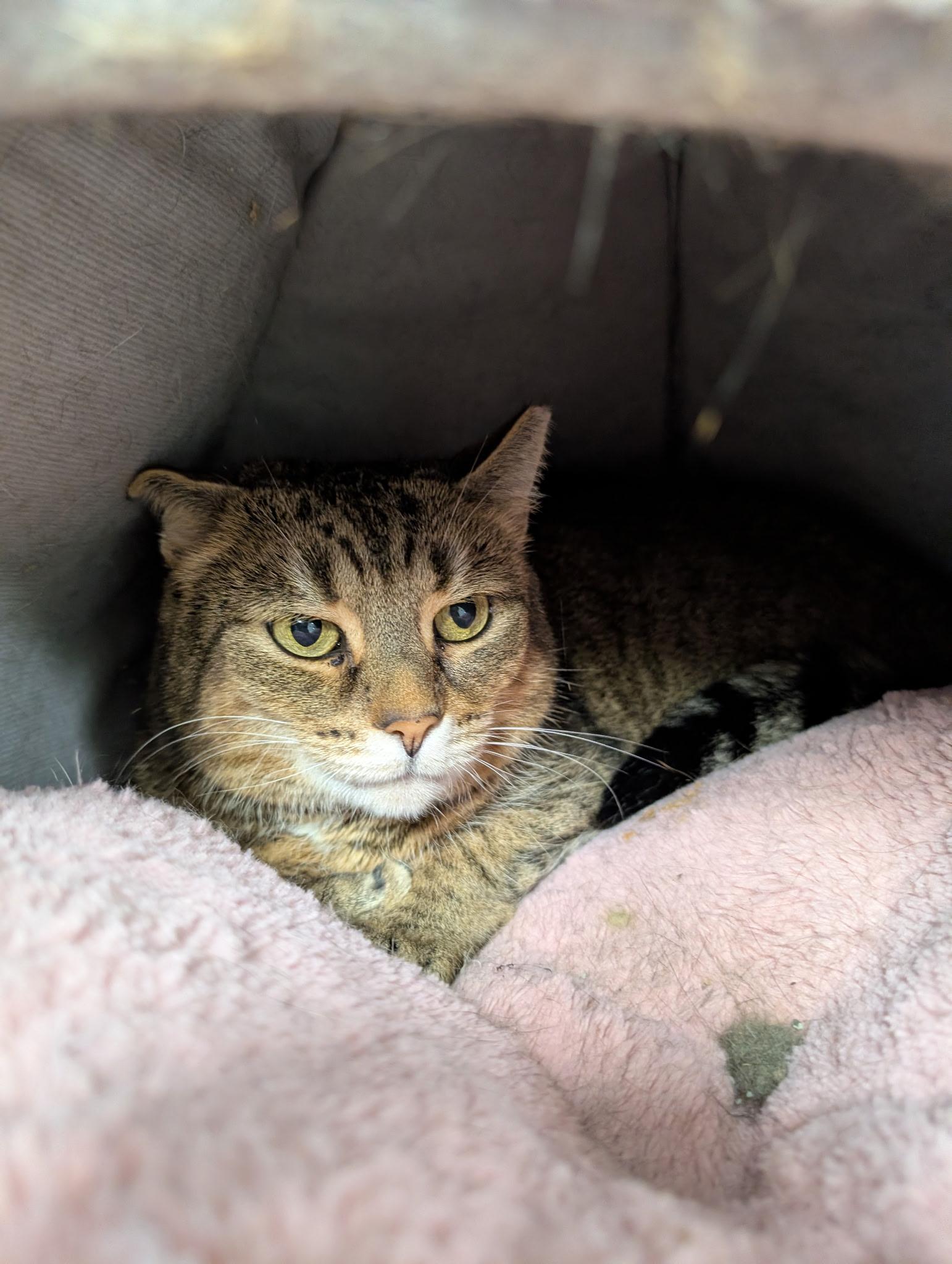 Tiggy, a ADOPTABLE Domestic Short Hair in Queenstown, MD image 5/5