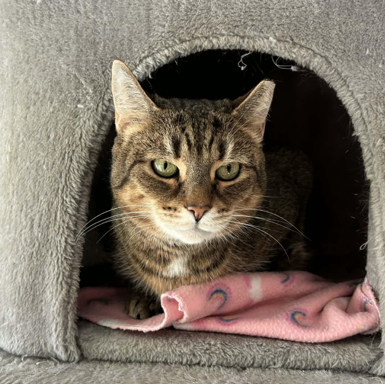 Tiggy, a ADOPTABLE Domestic Short Hair in Queenstown, MD image 2/5