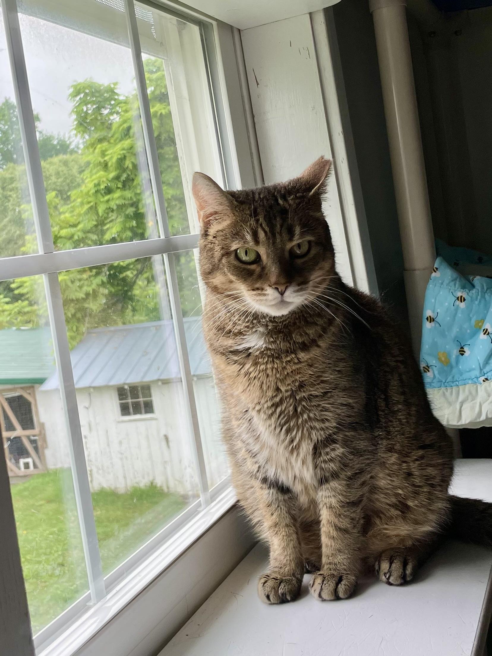Enlarge Tiggy, a ADOPTABLE Domestic Short Hair in Queenstown, MD image 4/4