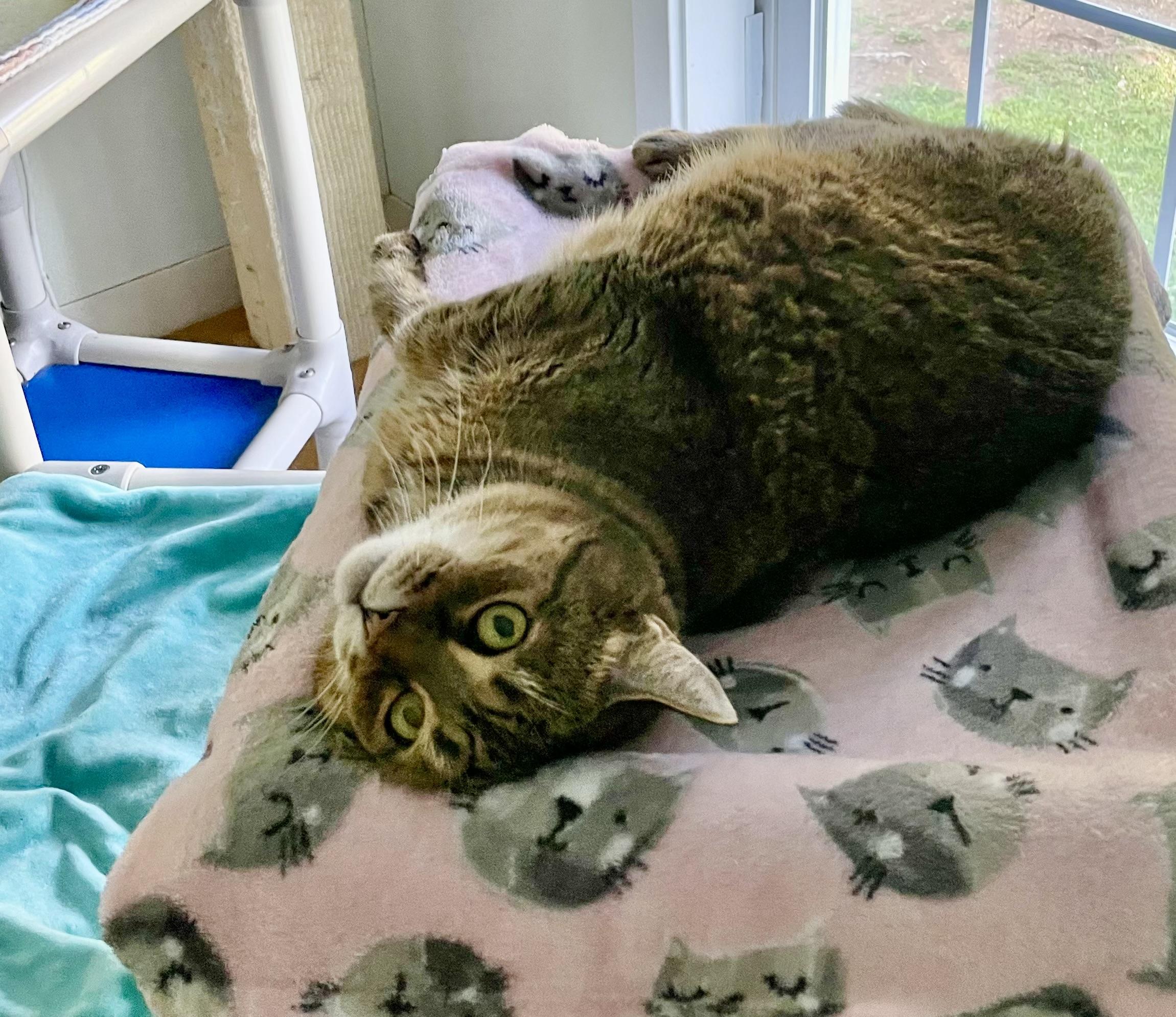 Tiggy, ADOPTABLE, Adult Female Domestic Short Hair.