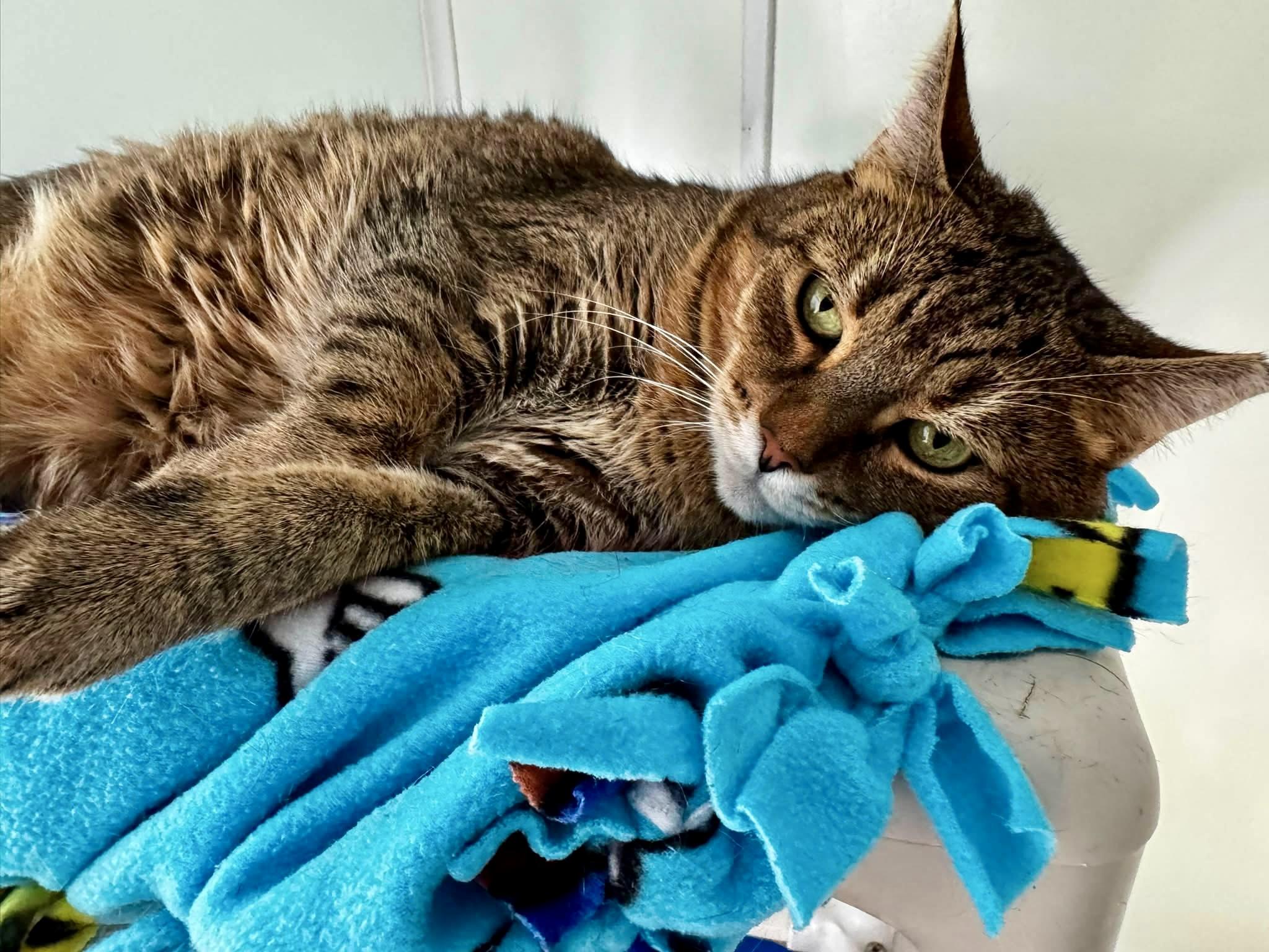 Enlarge Tiggy, a ADOPTABLE Domestic Short Hair in Queenstown, MD image 2/6
