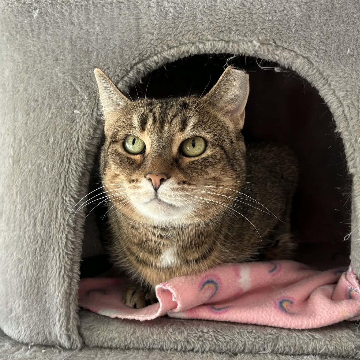 Tiggy, ADOPTABLE, Adult Female Domestic Short Hair.