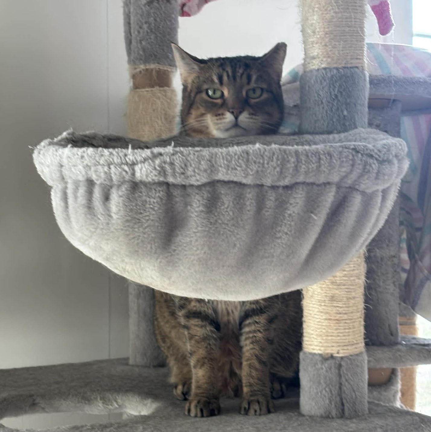 Tiggy, a ADOPTABLE Domestic Short Hair in Queenstown, MD image 4/5