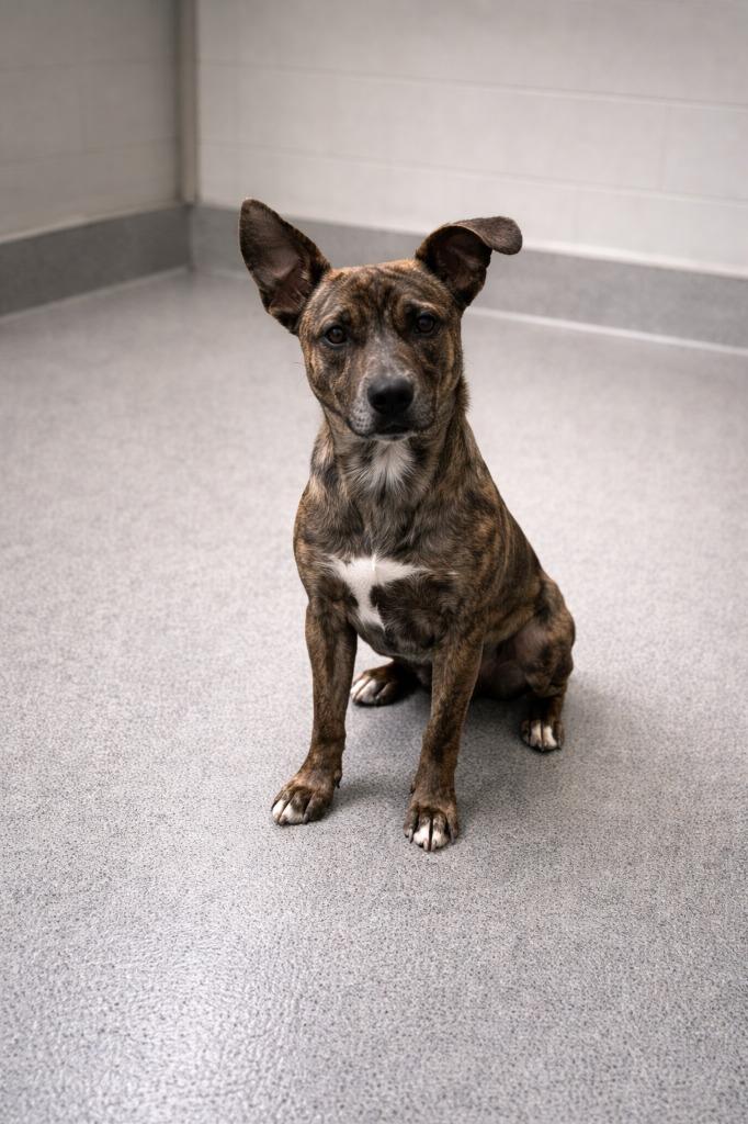 Duck, Adoptable, Young Male Airedale Terrier.