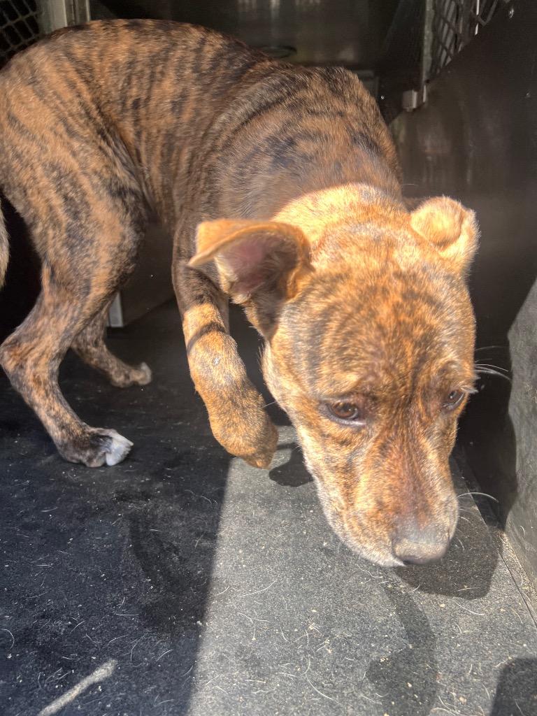 Enlarge Duck, a Adoptable Airedale Terrier in Rome, GA image 2/3