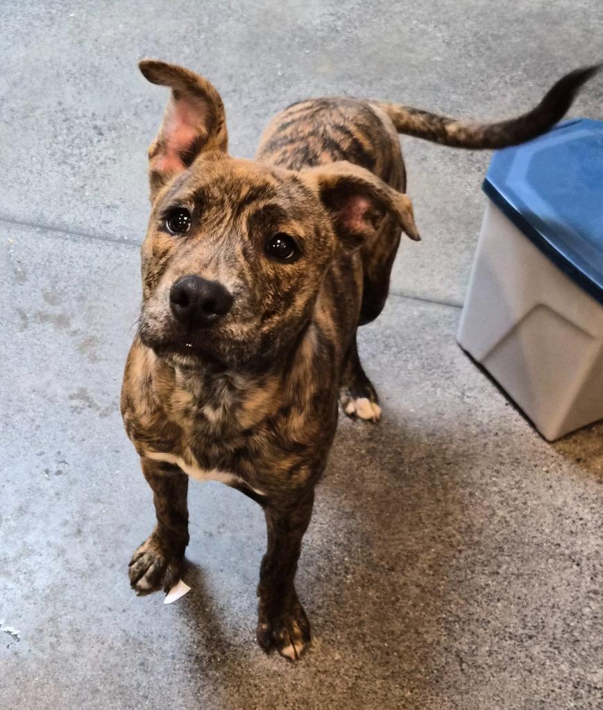 Enlarge Duck, a Adoptable Airedale Terrier in Rome, GA image 3/3