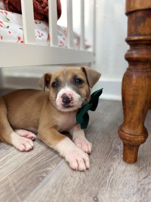 Kathy Cutie Girl — thumbnail 2