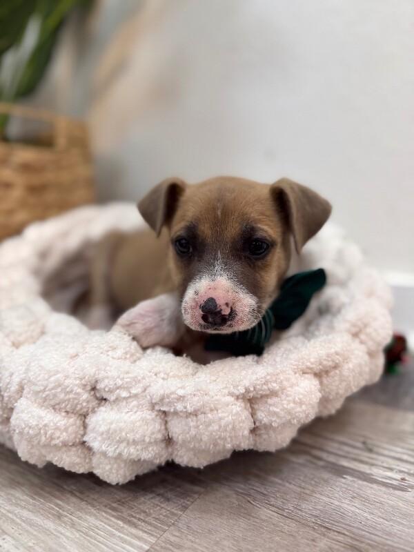 Kathy Cutie Girl — thumbnail 3