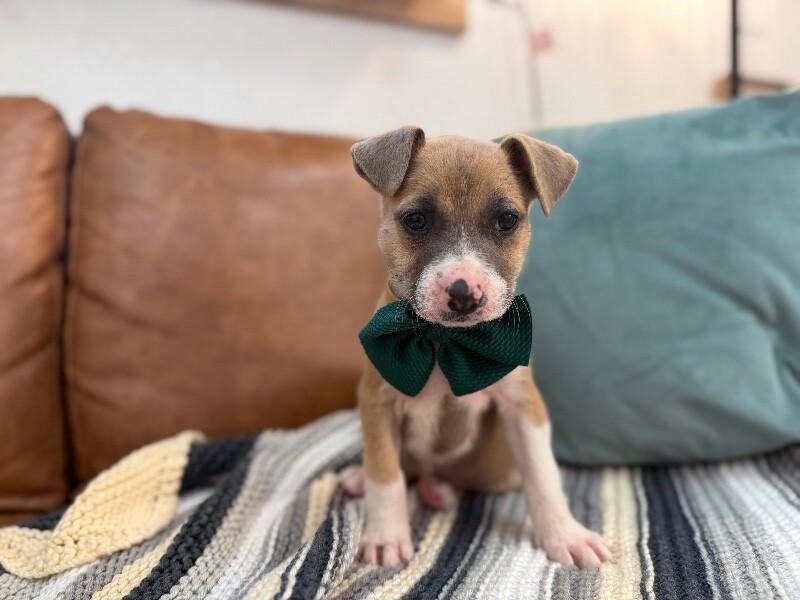 Kathy Cutie Girl — thumbnail 4