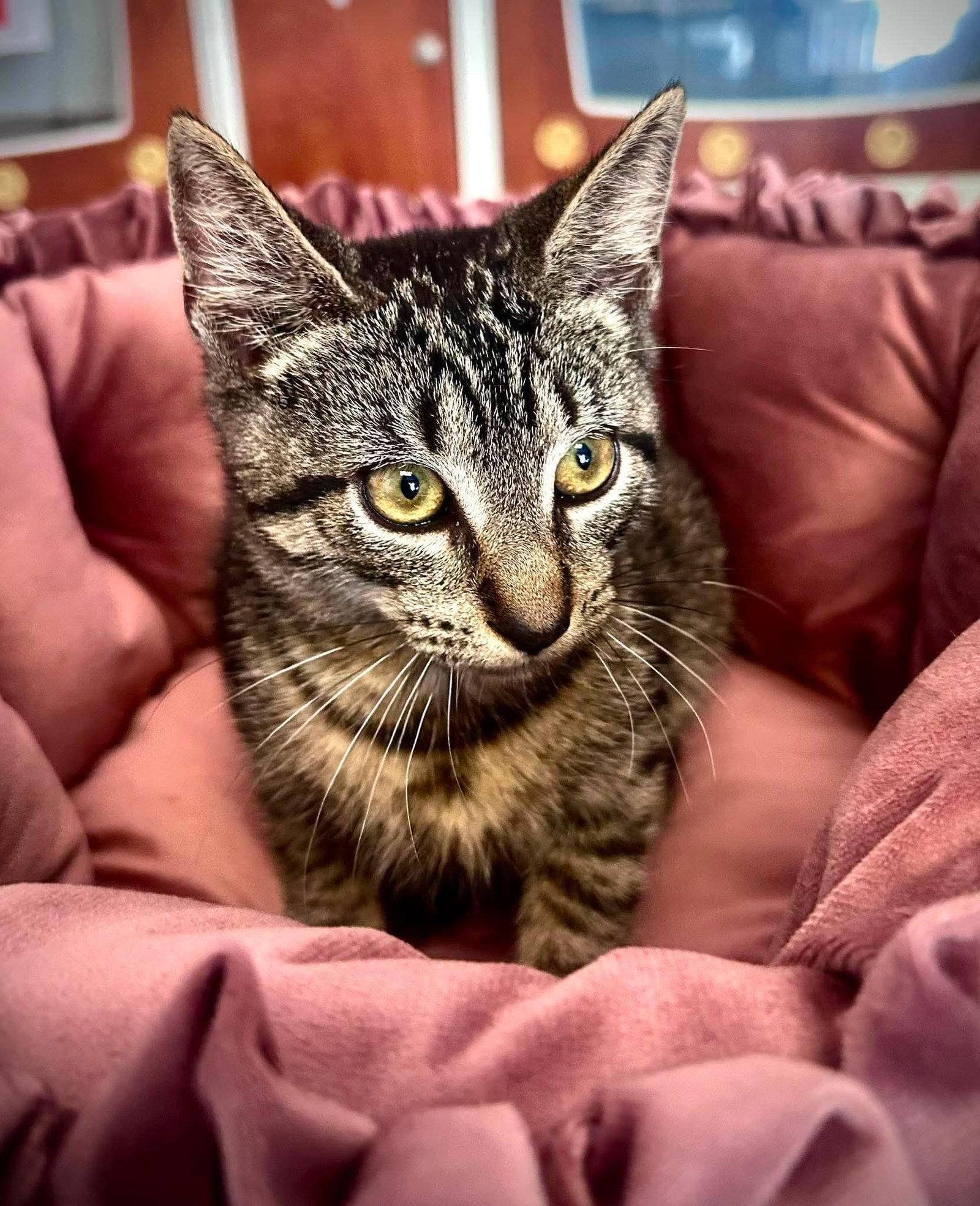 Shenanigans, Adoptable, Kitten Male Domestic Short Hair.