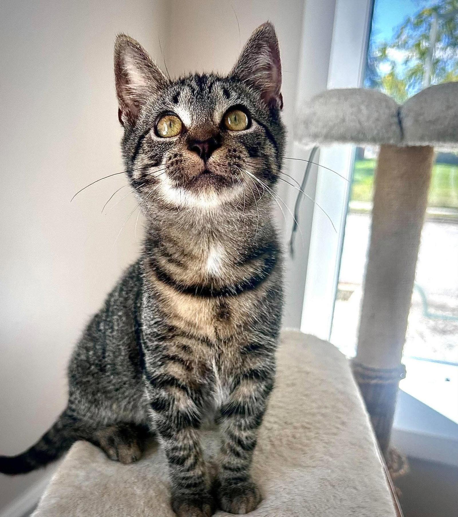 Enlarge Shenanigans, a Adoptable Domestic Short Hair in Gettysburg, PA image 2/2