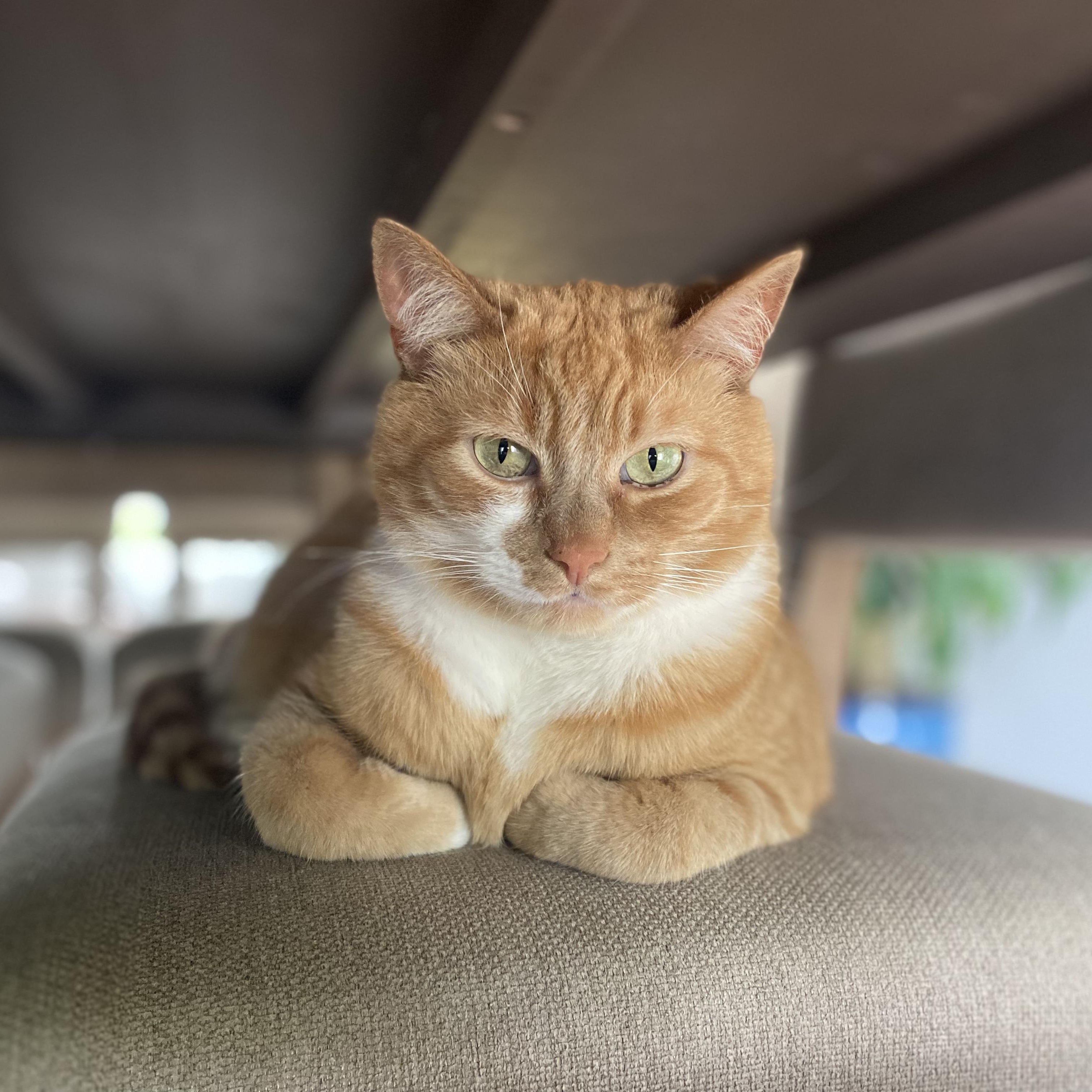 Cheeto - Bonded w/Bobo, ADOPTABLE, Adult Male Domestic Short Hair.