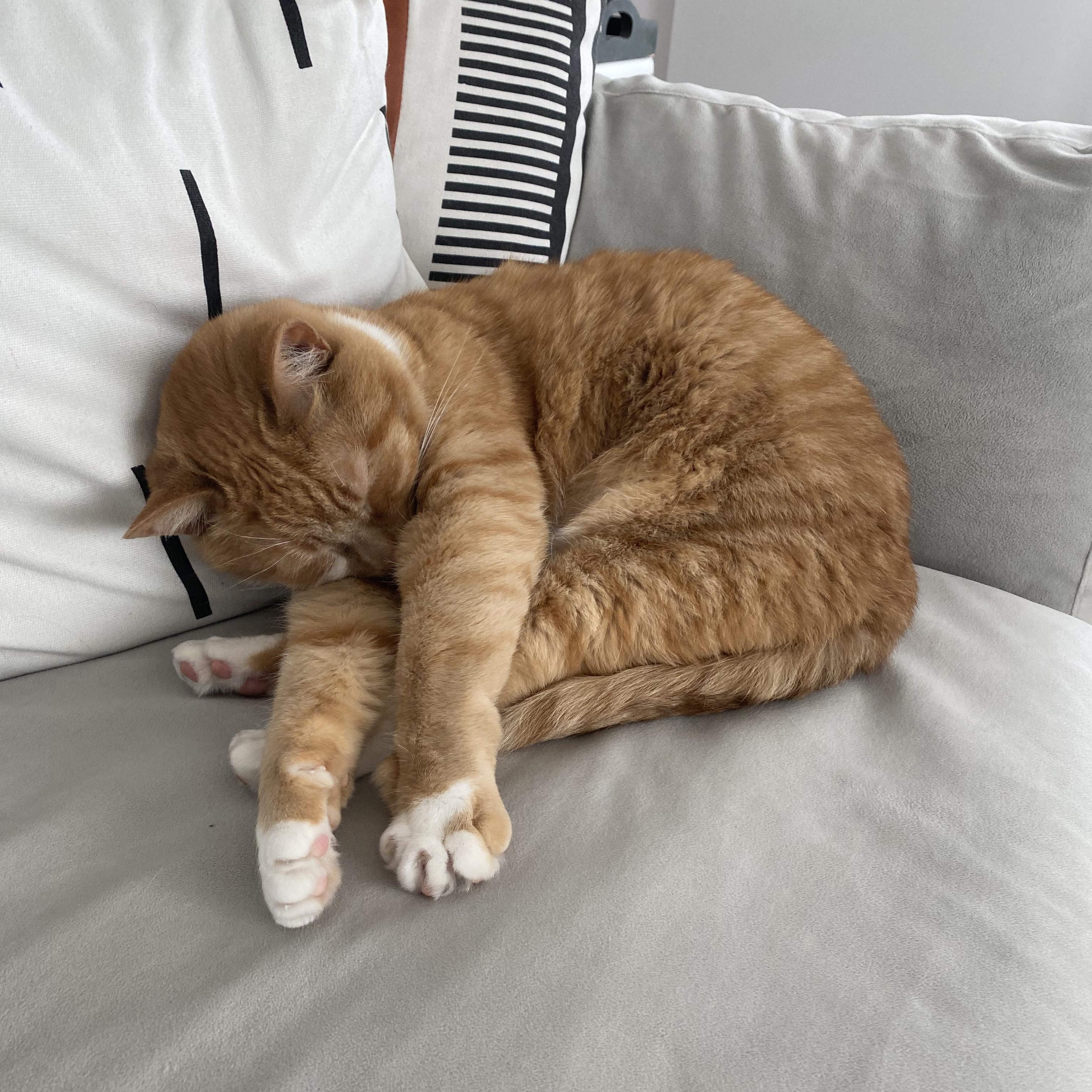Enlarge Cheeto - Bonded w/Bobo, a ADOPTABLE Domestic Short Hair in Rockford, MI image 2/6