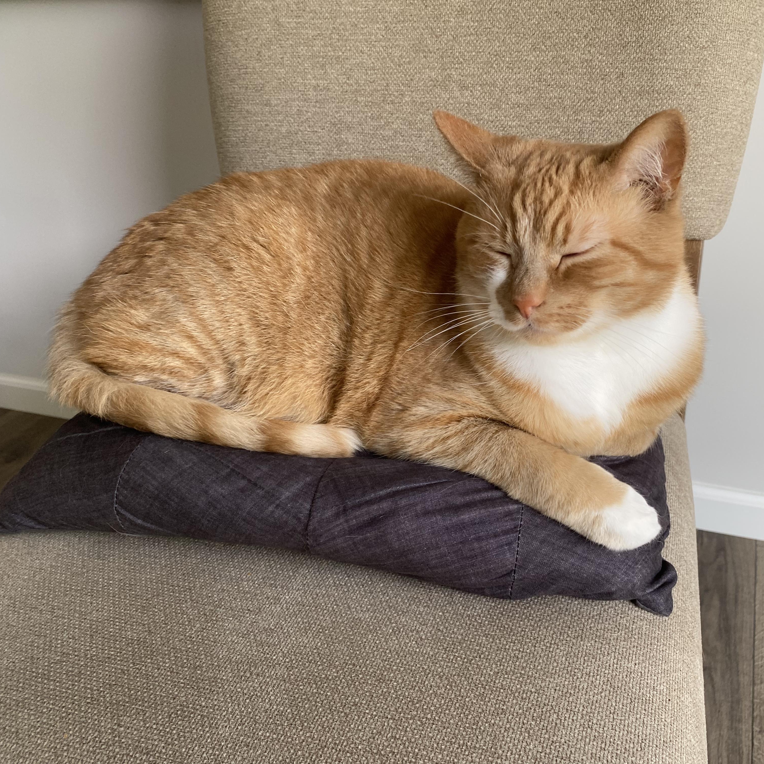 Enlarge Cheeto - Bonded w/Bobo, a ADOPTABLE Domestic Short Hair in Rockford, MI image 5/6