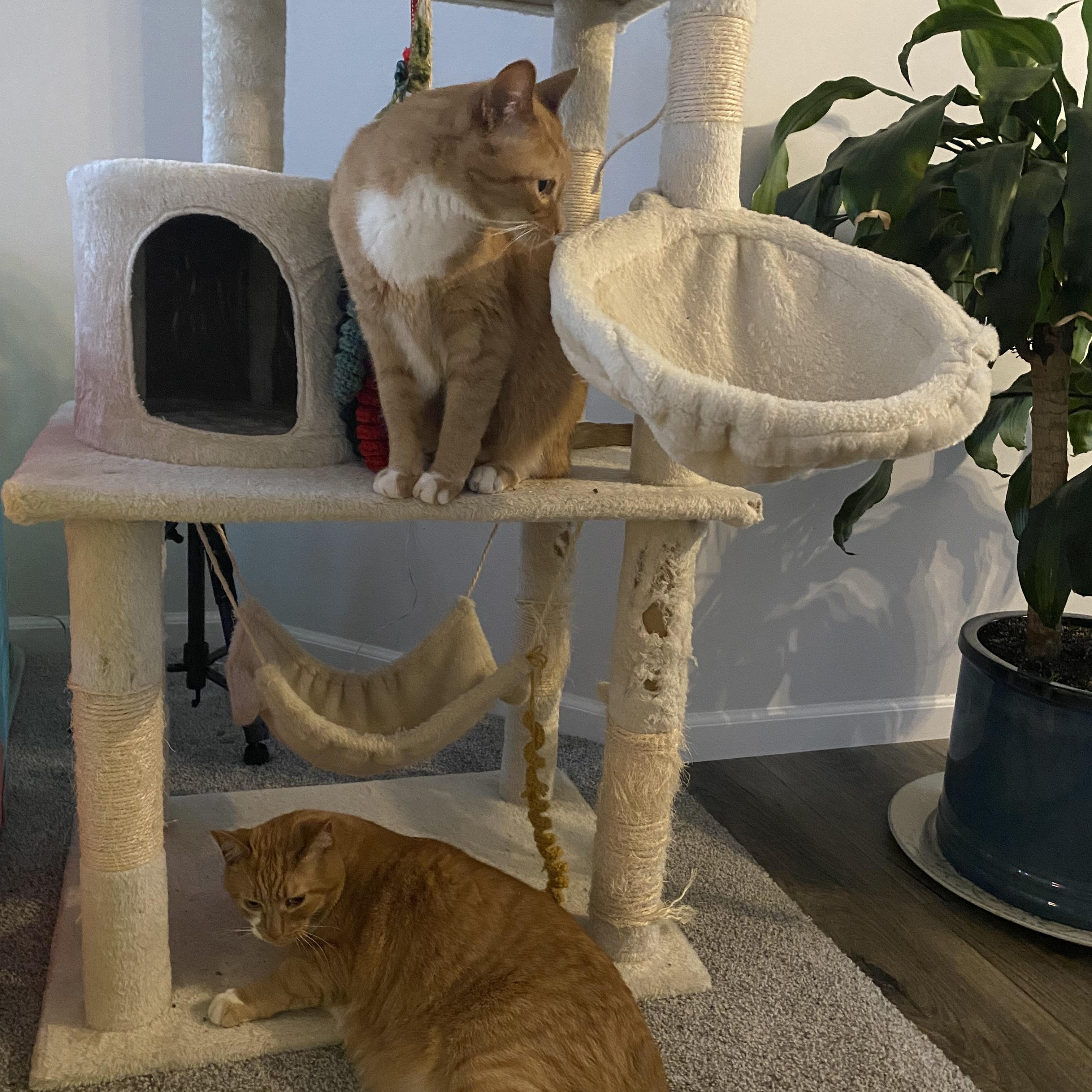Enlarge Cheeto - Bonded w/Bobo, a ADOPTABLE Domestic Short Hair in Rockford, MI image 6/6