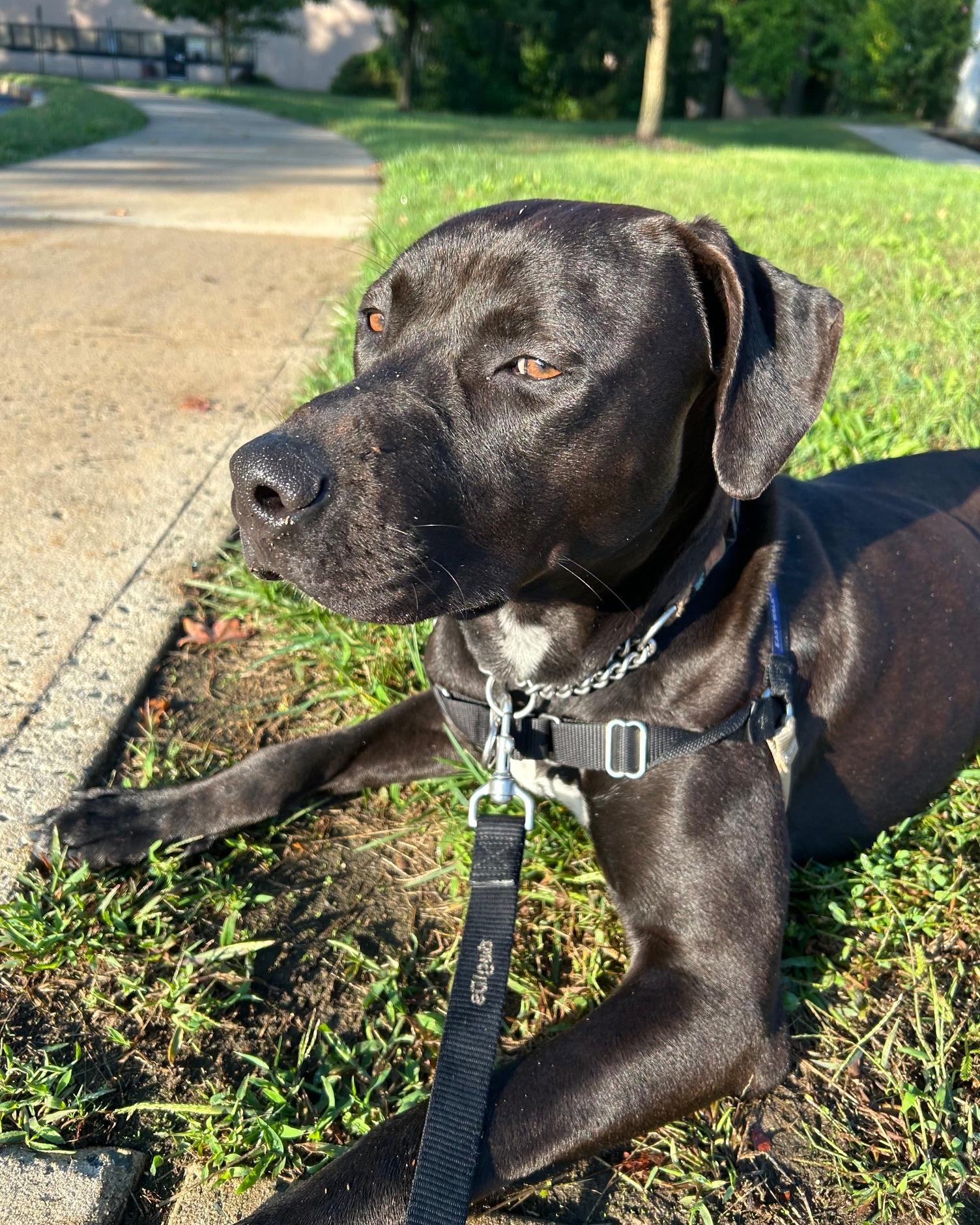 Darwin, a Adoptable Mixed Breed in Old Bridge, NJ image 1/3