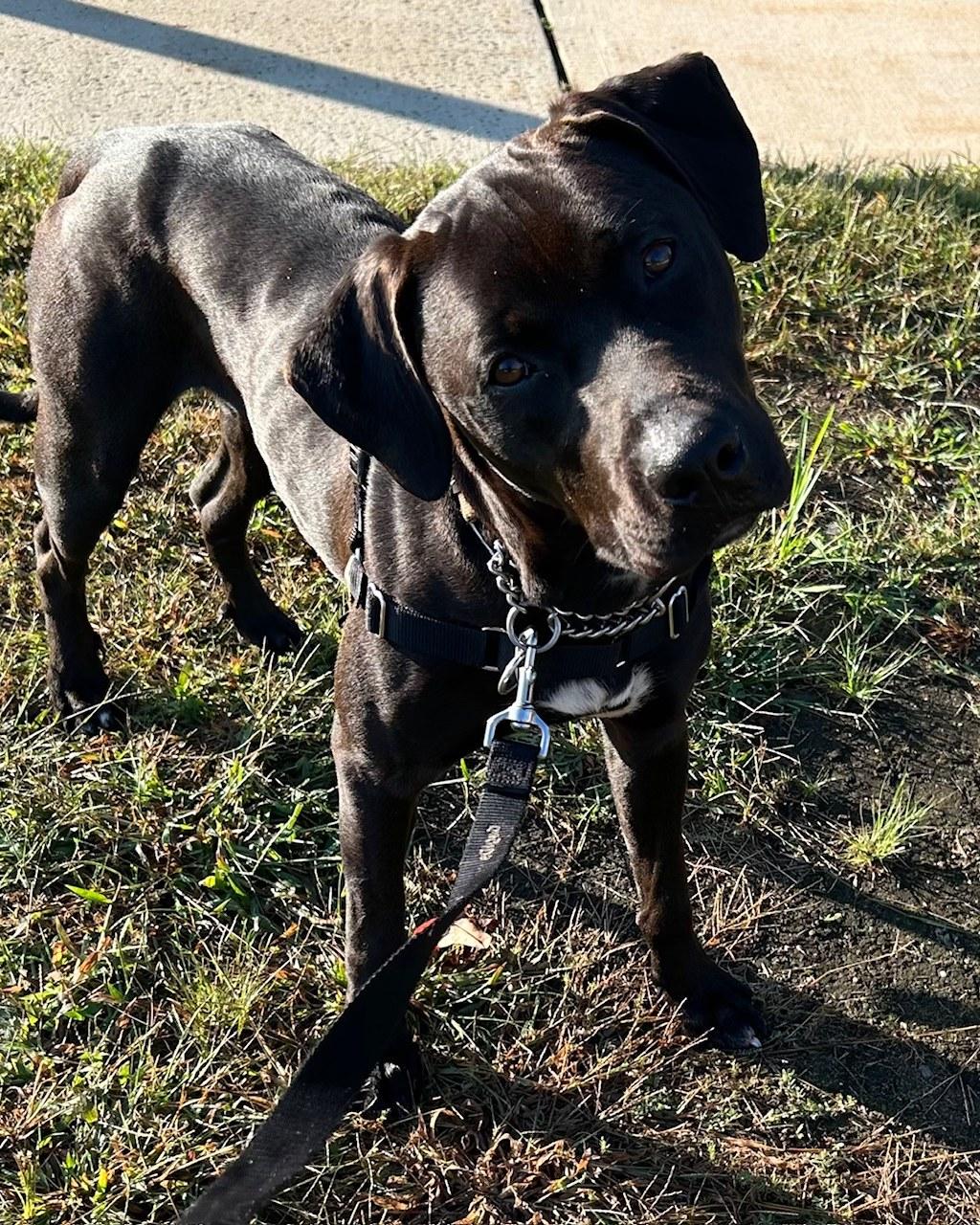 Darwin, Adoptable, Young Male Mixed Breed.