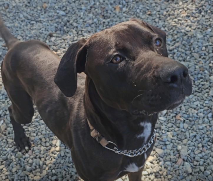 Darwin, a Adoptable Mixed Breed in Old Bridge, NJ image 2/3