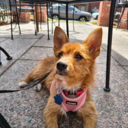 Enlarge Magnolia, a Adoptable mixed breed in Broken Arrow, OK image 1/5