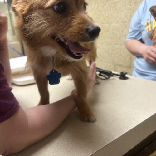 Enlarge Magnolia, a Adoptable mixed breed in Broken Arrow, OK image 2/5