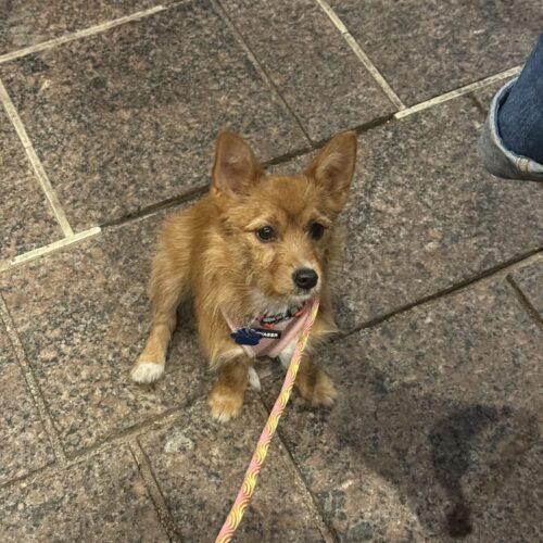 Enlarge Magnolia, a Adoptable mixed breed in Broken Arrow, OK image 4/5