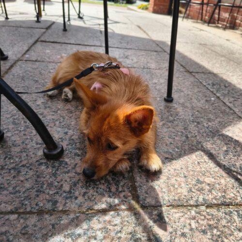 Enlarge Magnolia, a Adoptable mixed breed in Broken Arrow, OK image 5/5