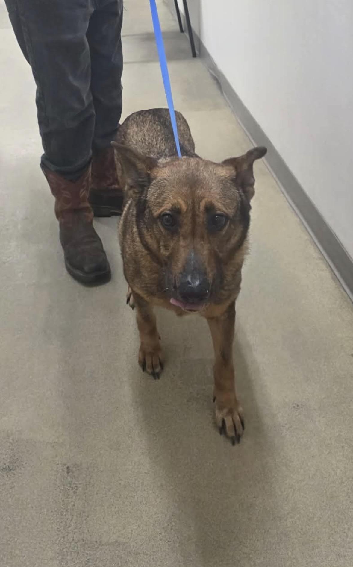 Enlarge Sofia, an adopted mixed breed in Springhill, LA image 1/1