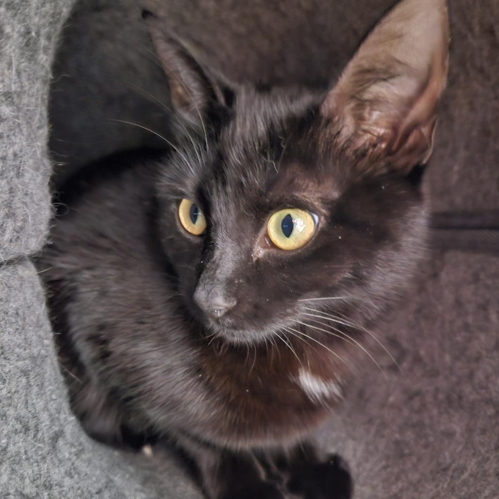 Linny — thumbnail 2