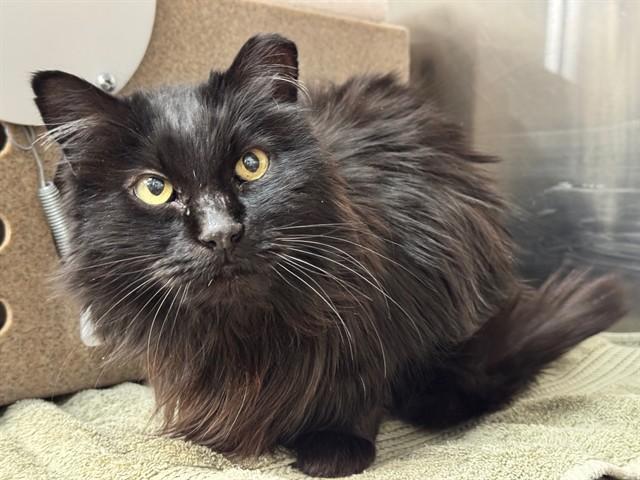 Enlarge LETECIA IN THE BARN, a Adoptable Domestic Long Hair in Pueblo, CO image 1/1