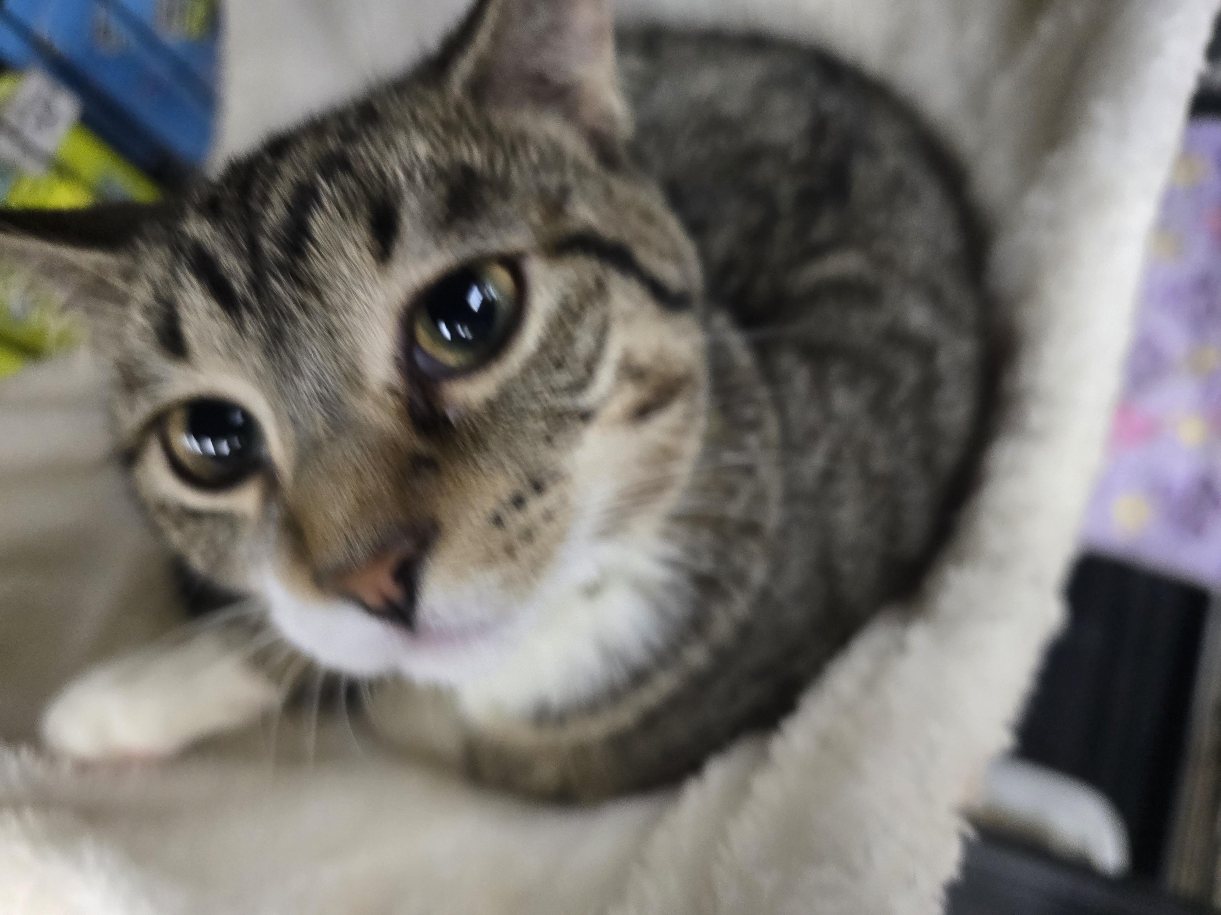 Lacey, ADOPTABLE, Young Female Domestic Short Hair.