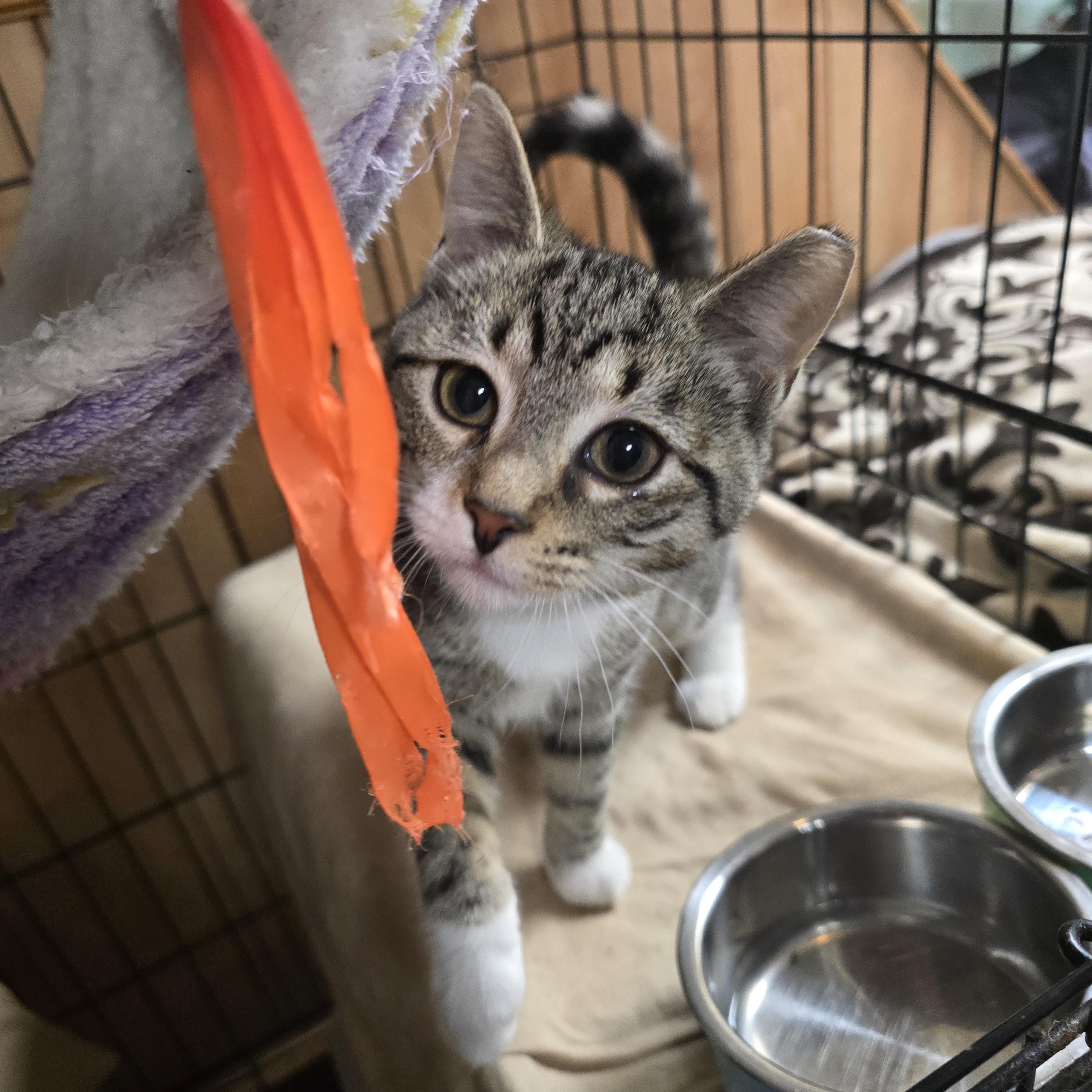 Lacey, a ADOPTABLE Domestic Short Hair in Allison Park, PA image 2/4