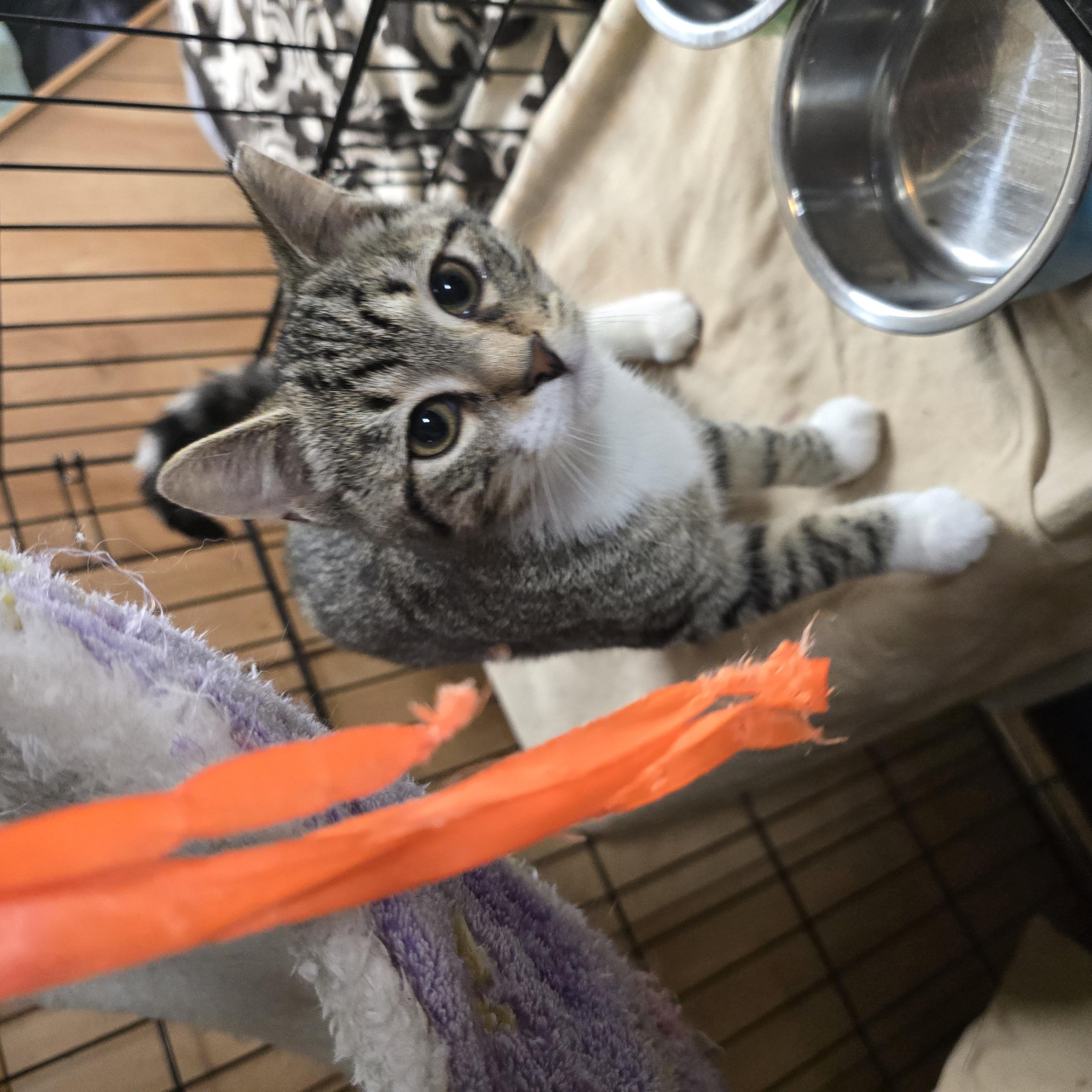 Lacey, a ADOPTABLE Domestic Short Hair in Allison Park, PA image 3/4