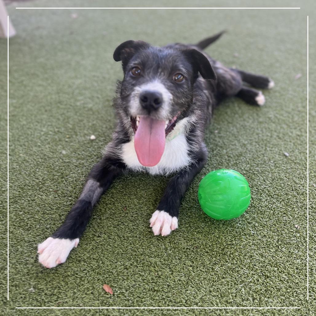 LOKI, Adoptable, Young Male Terrier.