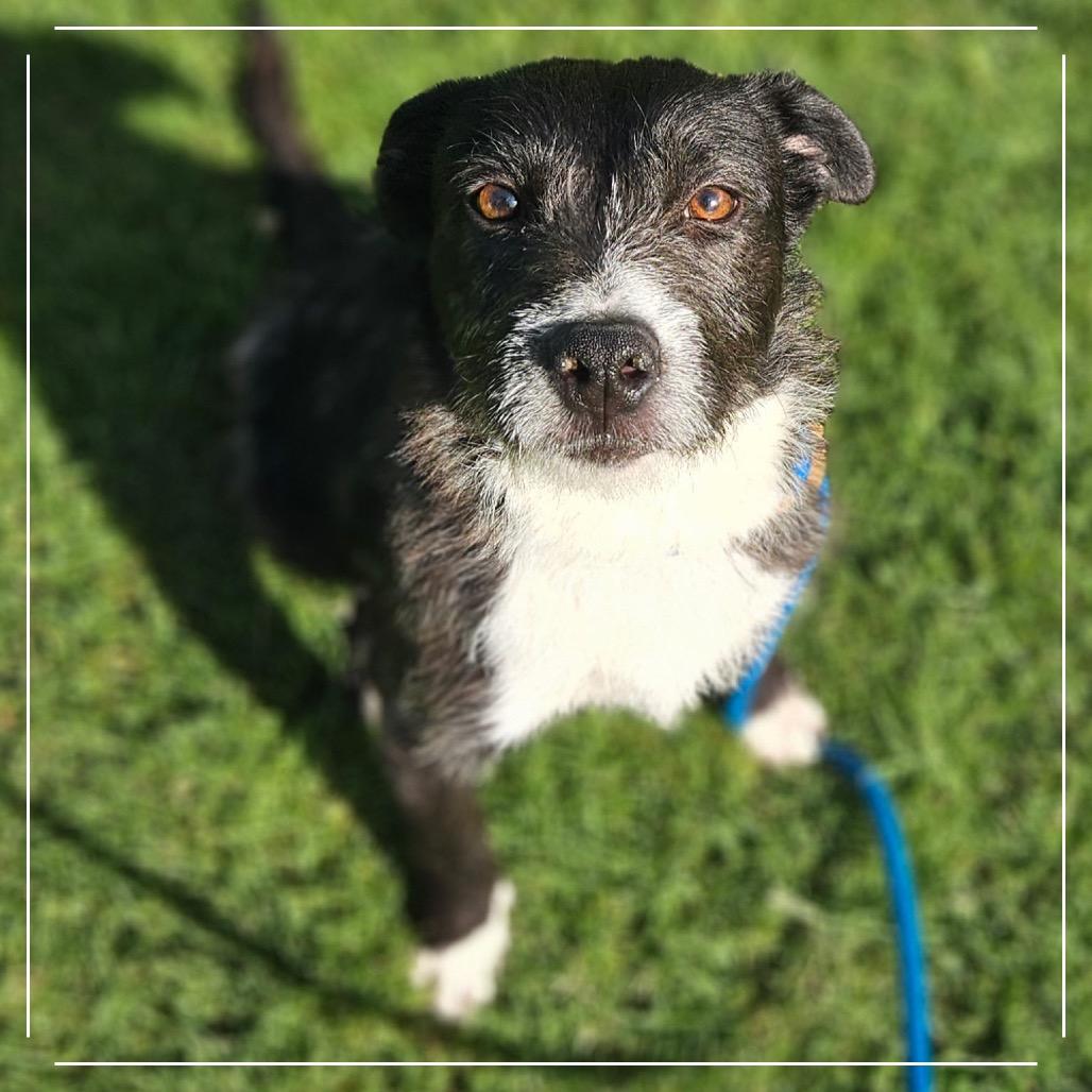 Enlarge LOKI, a Adoptable Terrier in Upland, CA image 2/6