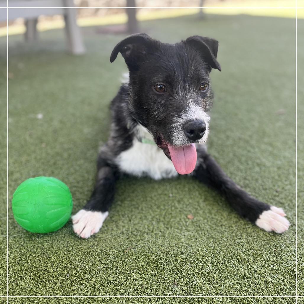 Enlarge LOKI, a Adoptable Terrier in Upland, CA image 3/6