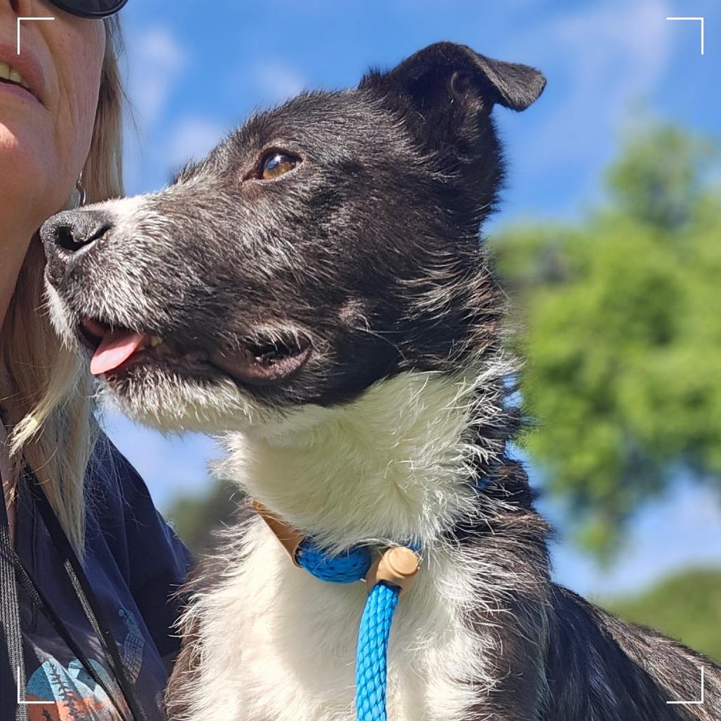 Enlarge LOKI, a Adoptable Terrier in Upland, CA image 4/6