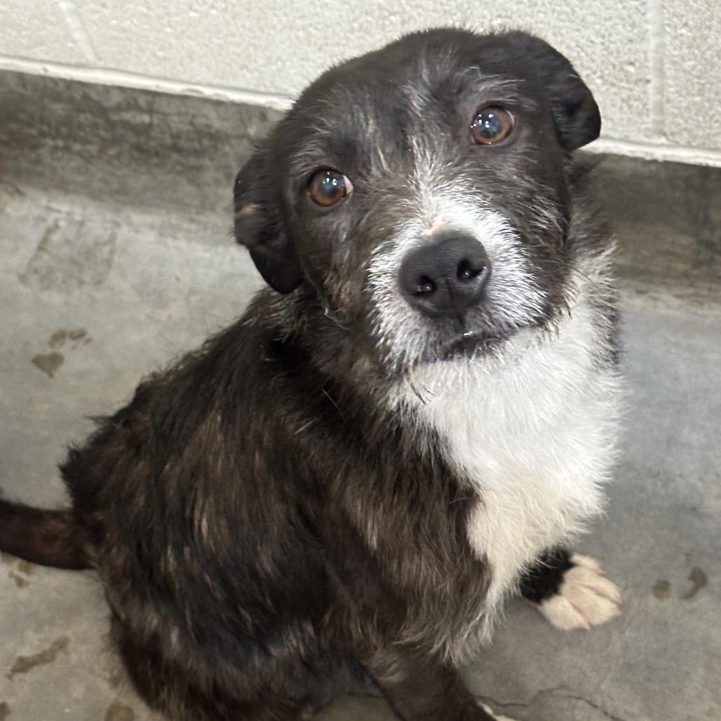 Enlarge LOKI, a Adoptable Terrier in Upland, CA image 5/6