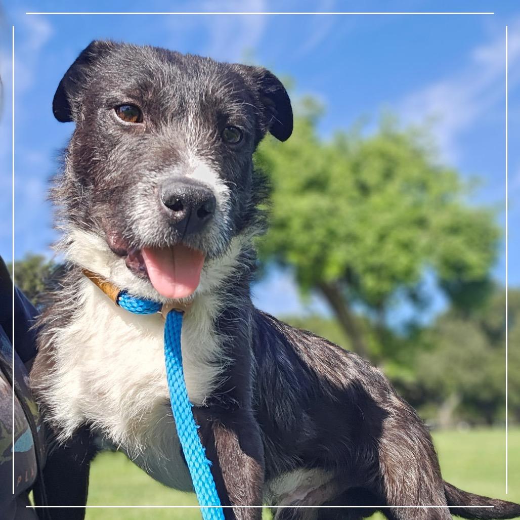 Enlarge LOKI, a Adoptable Terrier in Upland, CA image 6/6