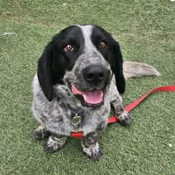 Cookie, ADOPTABLE, Young Male Basset Hound & Australian Cattle Dog / Blue Heeler.