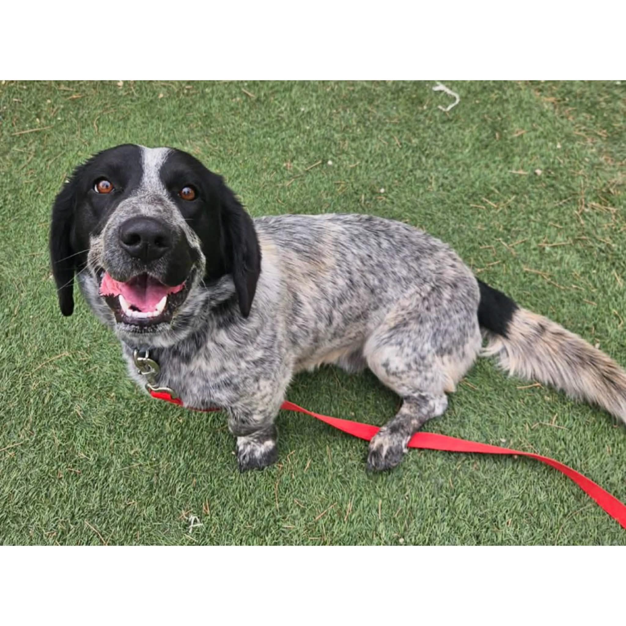 Enlarge Cookie, a ADOPTABLE mixed breed in Boulder, CO image 2/6