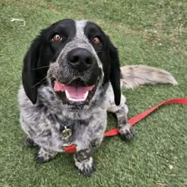 Enlarge Cookie, a ADOPTABLE mixed breed in Boulder, CO image 4/6