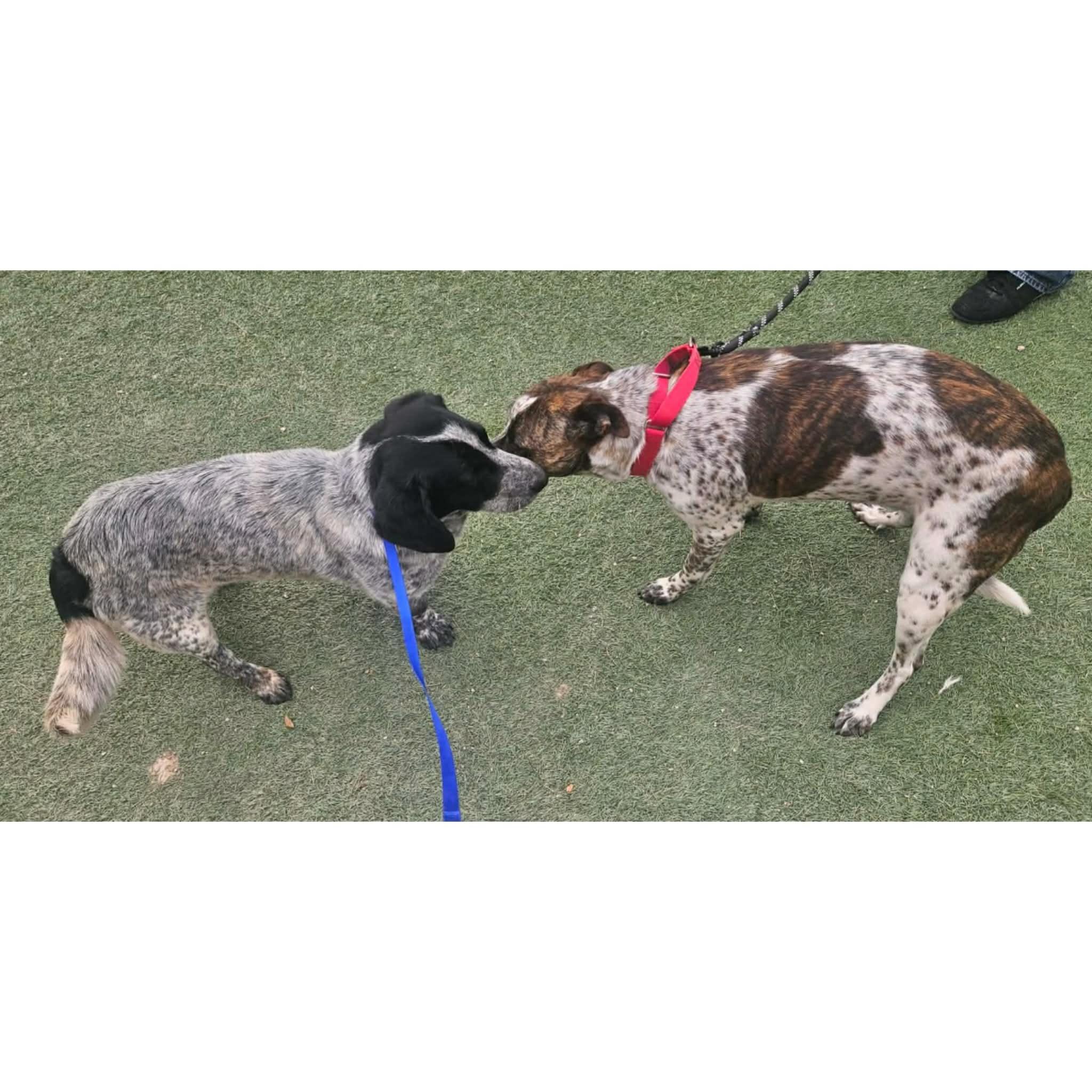 Enlarge Cookie, a ADOPTABLE mixed breed in Boulder, CO image 3/6