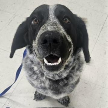 Enlarge Cookie, a ADOPTABLE mixed breed in Boulder, CO image 6/6