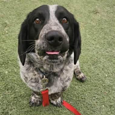 Enlarge Cookie, a ADOPTABLE mixed breed in Boulder, CO image 5/6